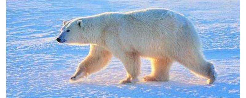 南極有北極熊嗎