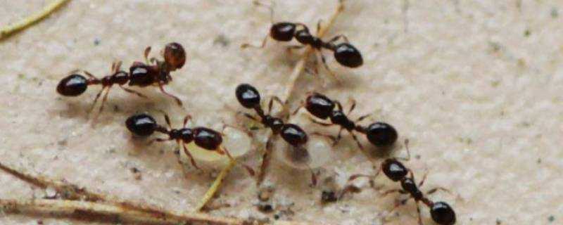 蟑螂藥可以滅螞蟻嗎