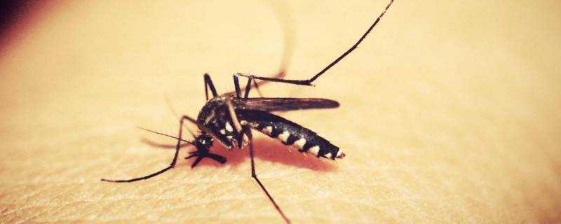 驅蚊液能殺死蚊子嗎