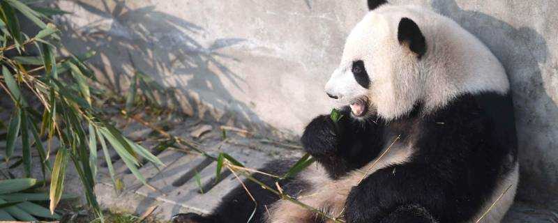 介紹大熊貓的外形和特點
