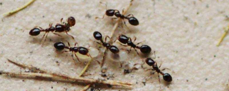 酒精能殺死螞蟻嗎