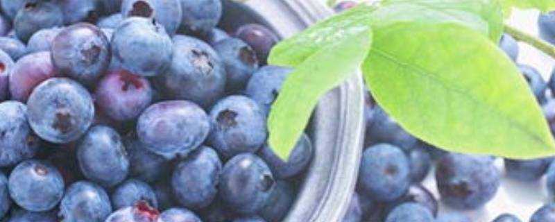 藍莓怎麼冷凍儲存