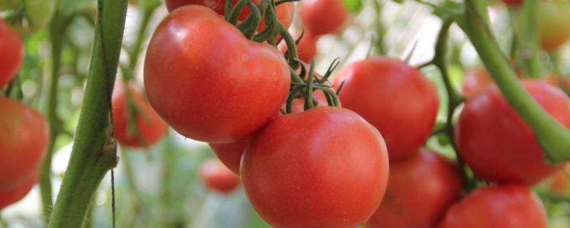 西紅柿儲存方法放冰箱