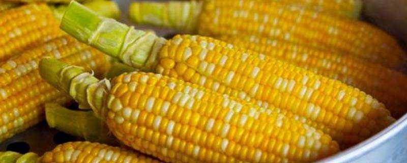 玉米表面怎麼形容