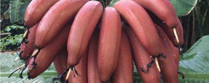 紅皮香蕉的作用與功效