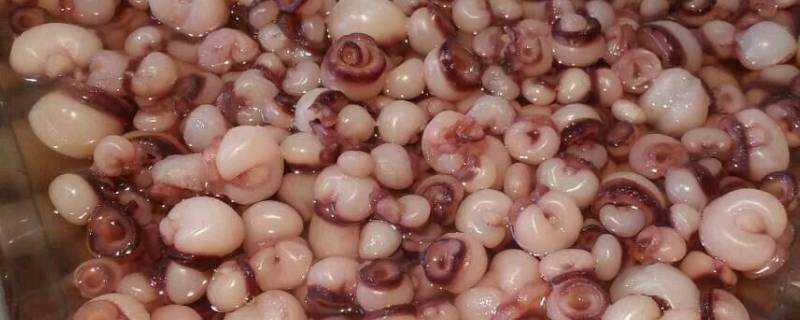 海靈菇是魷魚的吸盤嗎