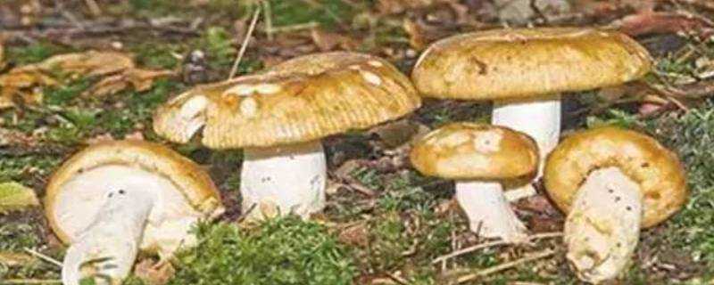 黃蘑菇有毒嗎