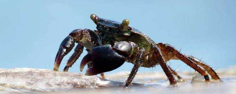 蒸海螃蟹需要多長時間能熟