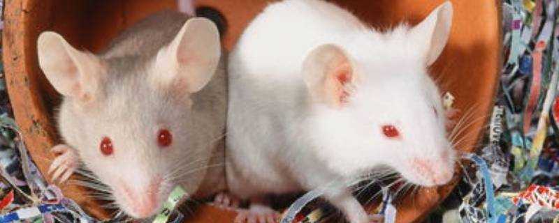 老鼠啃下水道塑膠管怎麼辦
