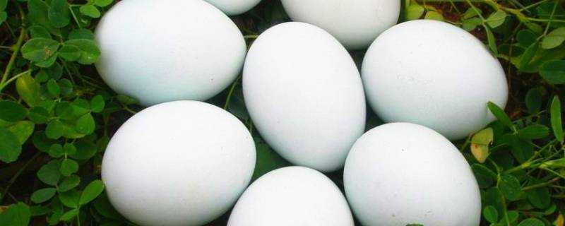 白水煮鵝蛋多長時間熟
