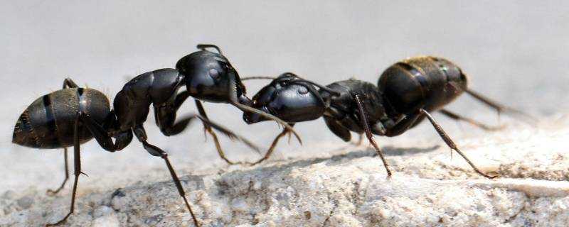 黑螞蟻的功效與作用