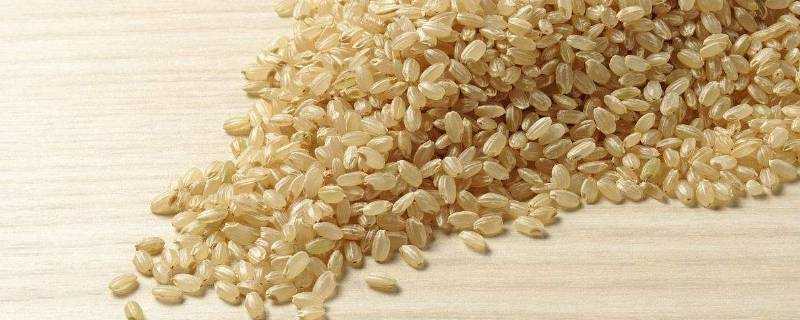 糙米如何發芽