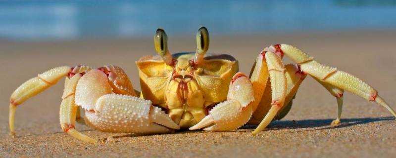 死蟹能吃嗎