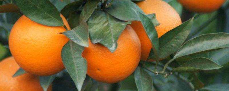 臍橙怎麼催熟