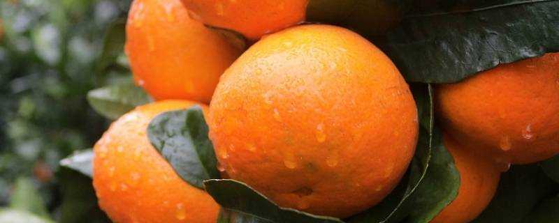 沃柑是橘子嗎