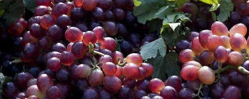 葡萄營養價值