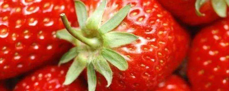 草莓蒂能吃嗎