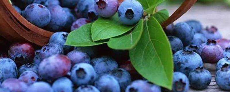 藍莓怎麼洗乾淨