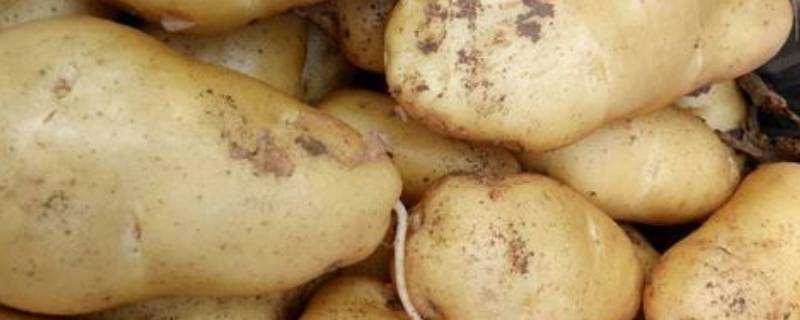 青皮土豆能吃嗎