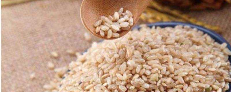 糙米可以放多久