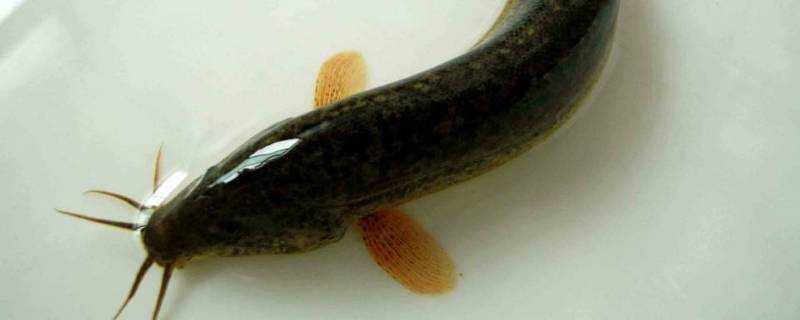 黃鱔是泥鰍嗎