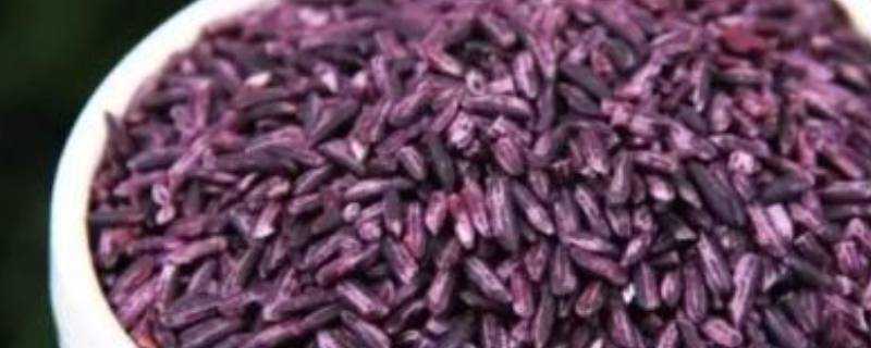 紫米就是黑米嗎
