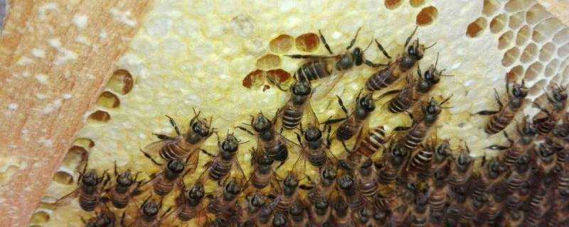 蜂蟲的作用與功效