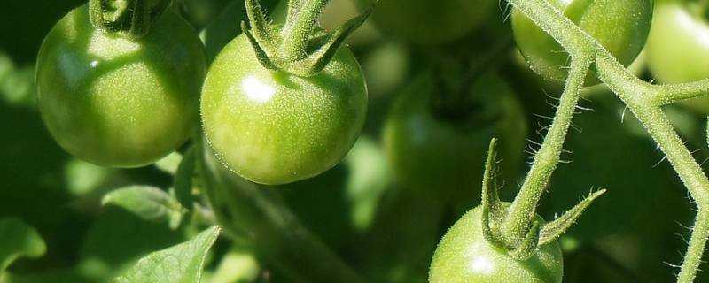 綠色西紅柿叫什麼