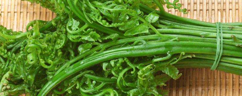 蕨菜可以生吃嗎