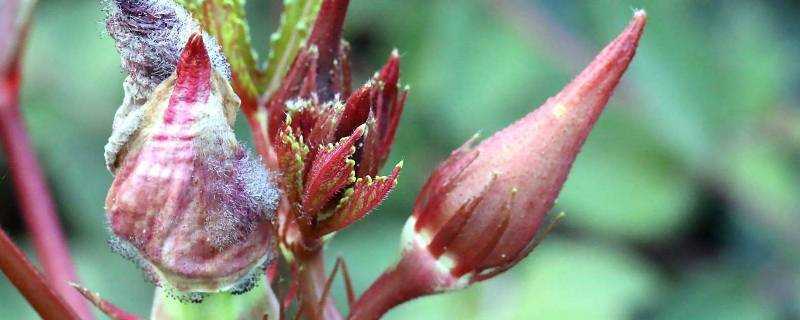 紅秋葵可以生吃嗎