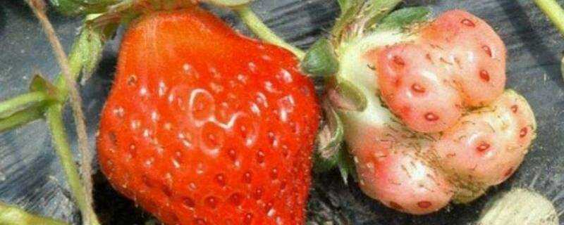 畸形草莓可以吃嗎