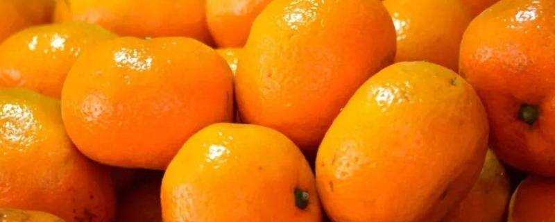 椪柑和橘子的區別