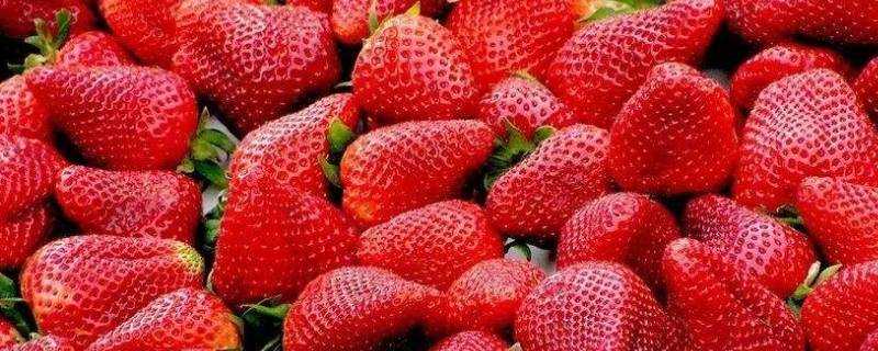 草莓可以放冰箱嗎