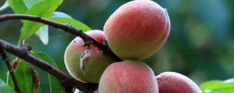 吃桃子要注意什麼