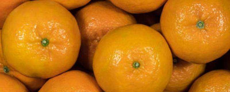 橘子需要放冰箱嗎