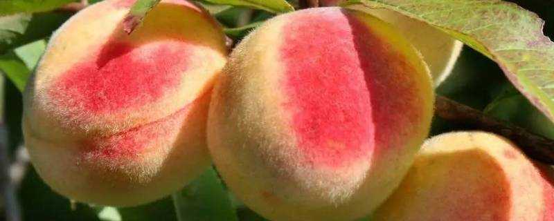 桃子什麼季節成熟