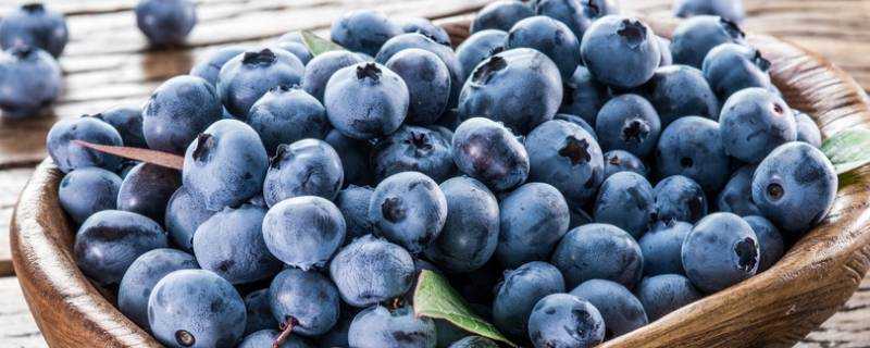 藍莓什麼季節成熟
