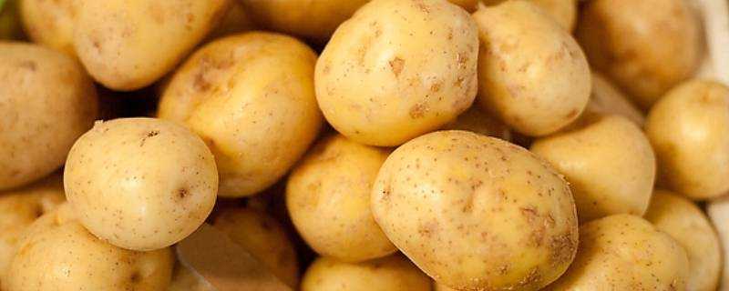 發芽土豆怎麼處理