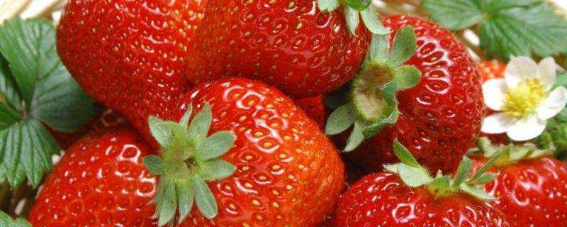 草莓放久了會變紅嗎