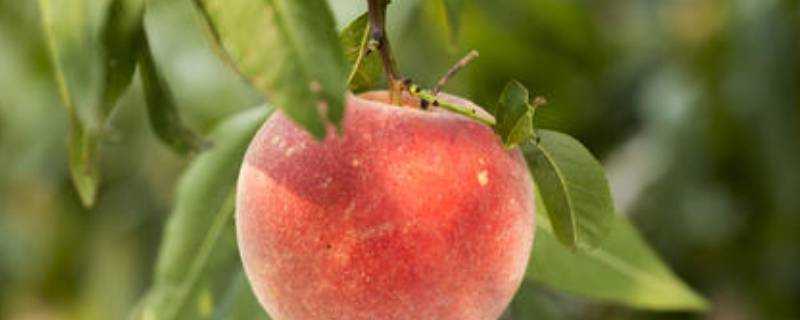 桃子能放冰箱儲存嗎
