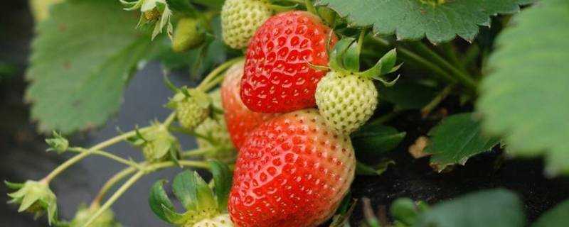 發黴的草莓能吃嗎