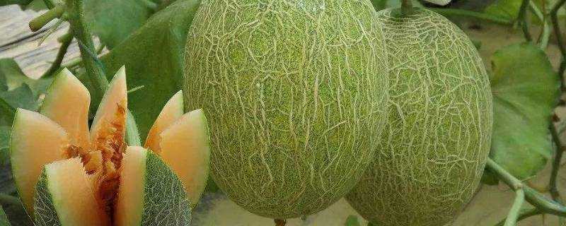 哈密瓜的籽可以吃嗎