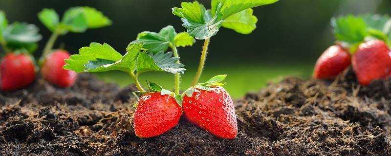 草莓發白了還能吃嗎