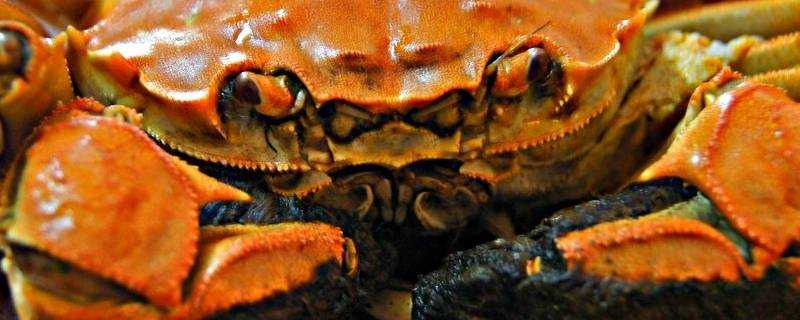 螃蟹可以煮著吃嗎