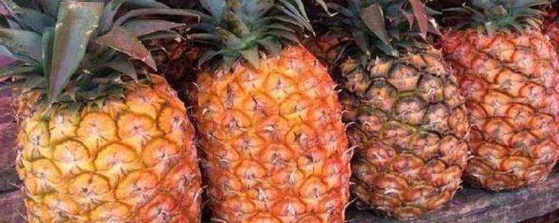 菠蘿怎麼分辨熟不熟