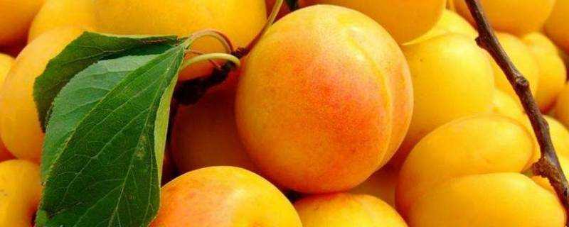 杏子和黃桃怎麼區分
