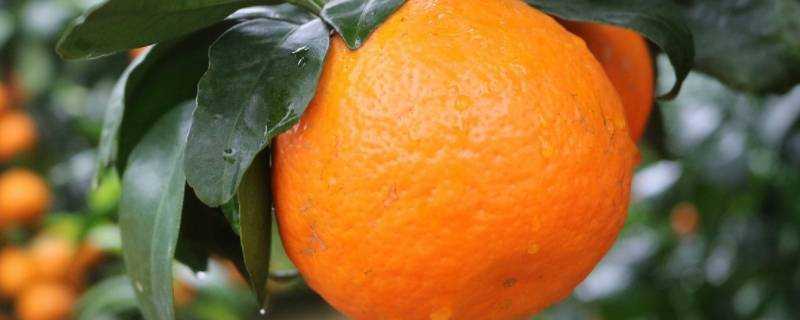 沃柑是橘子還是橙子