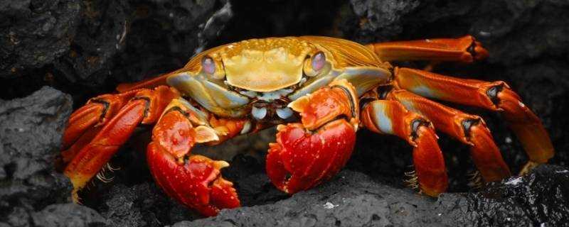螃蟹離開水能活多久