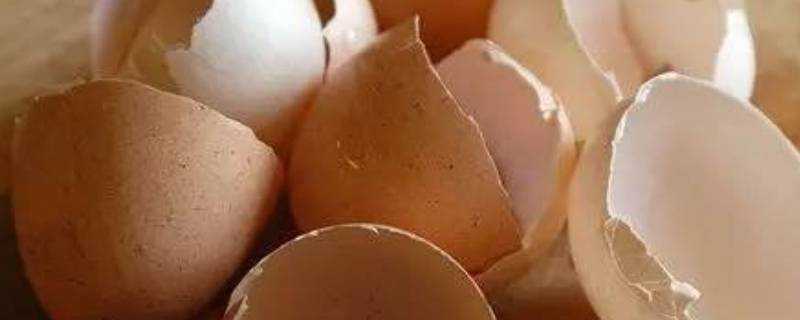 雞蛋殼為什麼會長毛