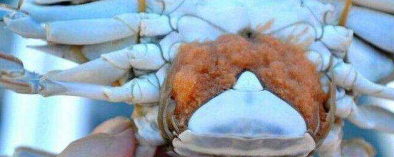 螃蟹產卵了還能吃嗎
